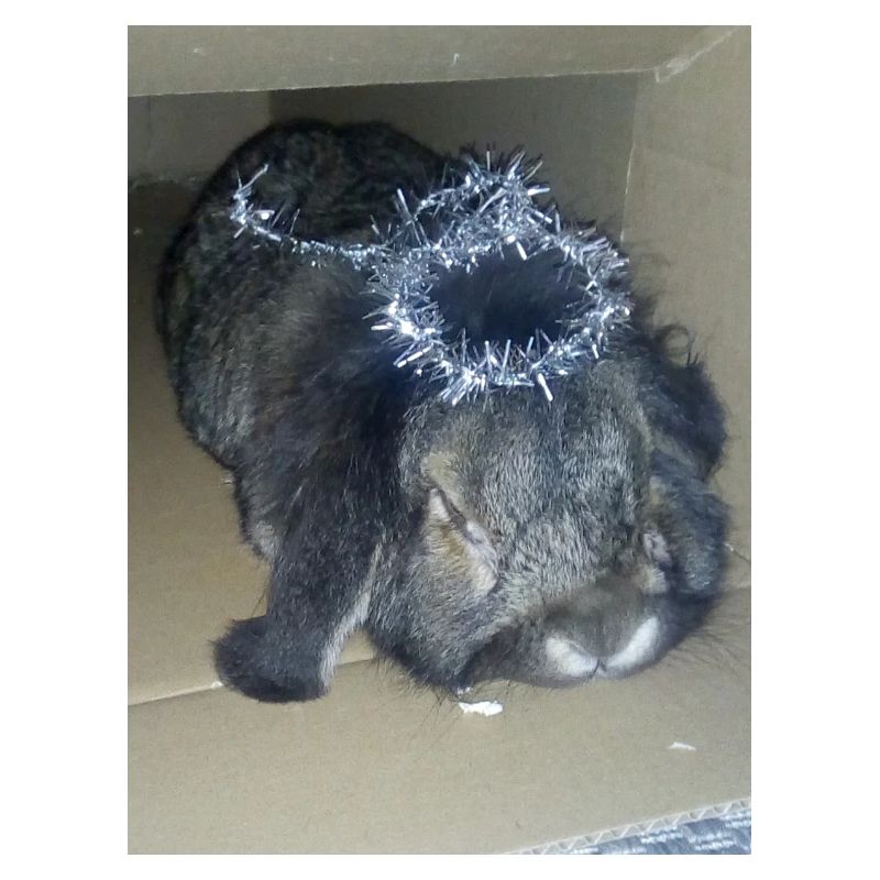 Rabbit