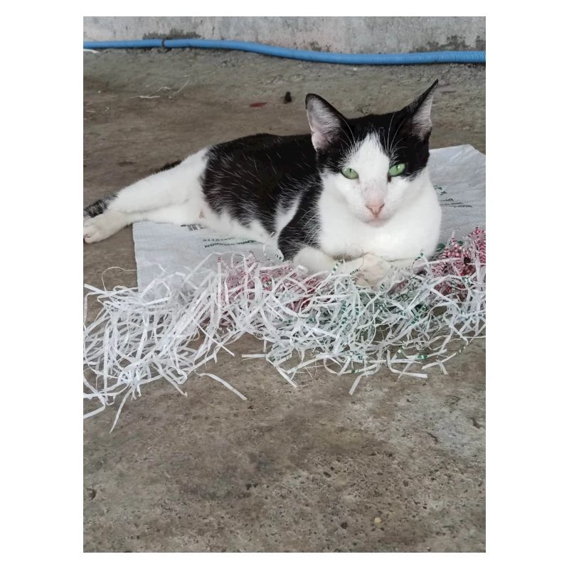 le chats