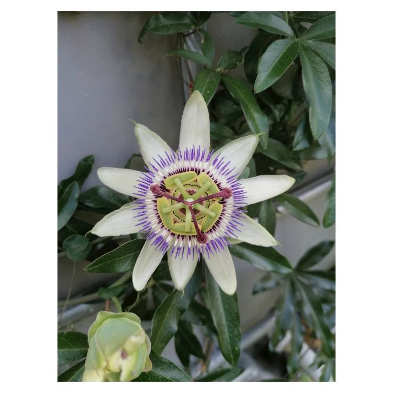Passionsfrucht Blume Passiflora