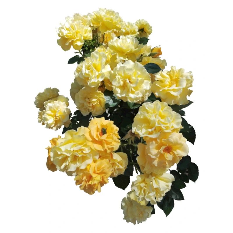 Rose bush with buds