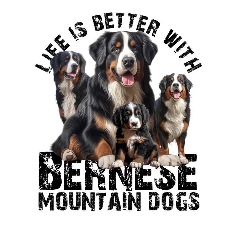 Bouvier bernois