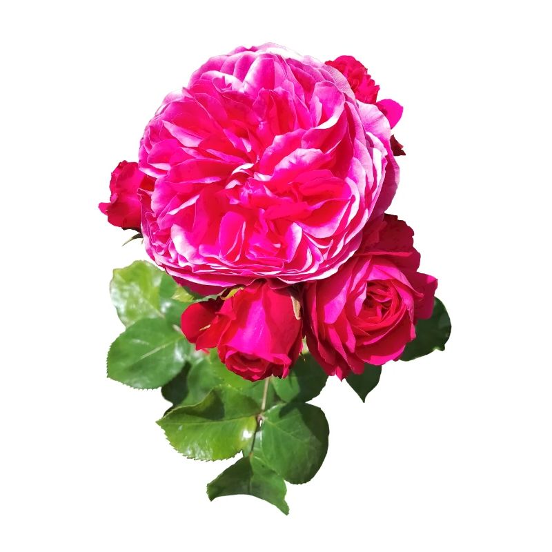 Pink spring rose