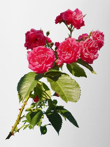 Red rose bush