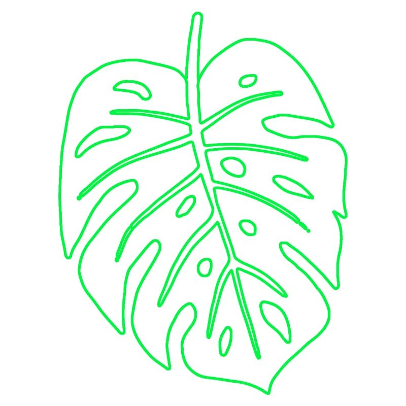 Feuille de Monstera