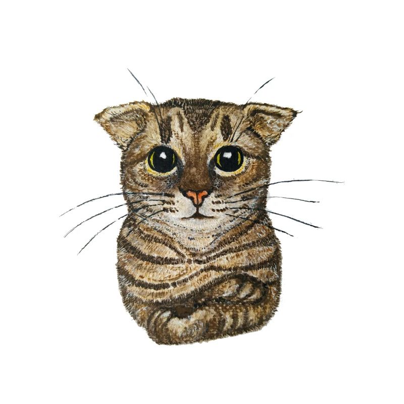 Small tabby cat