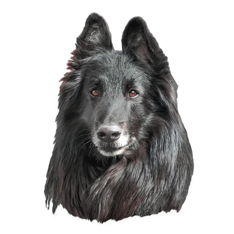 Groenendael Belgian Shepherd