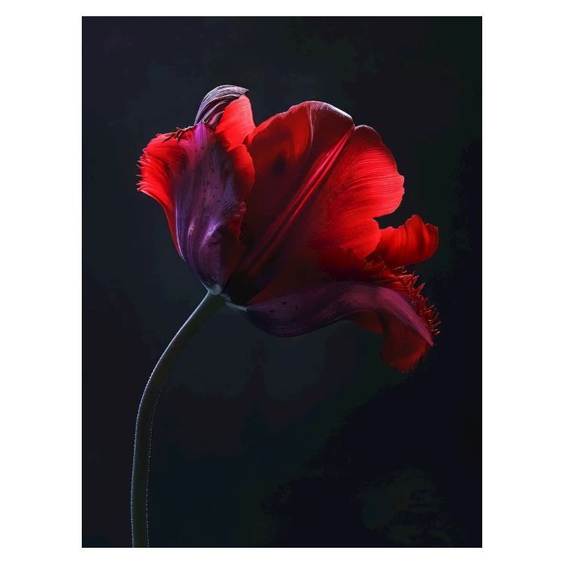 Affiche Red Beauty 2