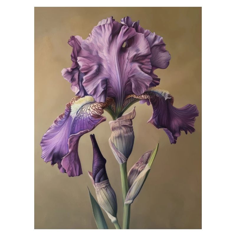 Iris FL 101