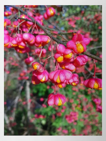 Spindle tree