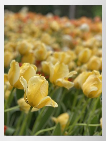 Tulipe Jaune mer