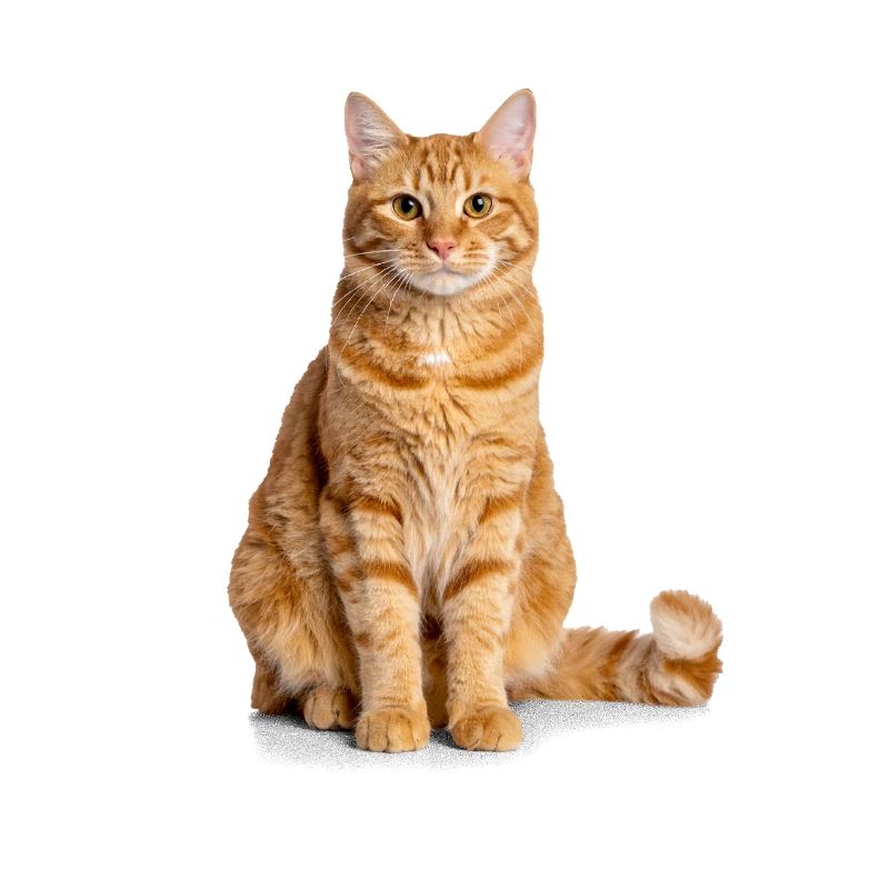 Orange Cat – Édition Good Pet