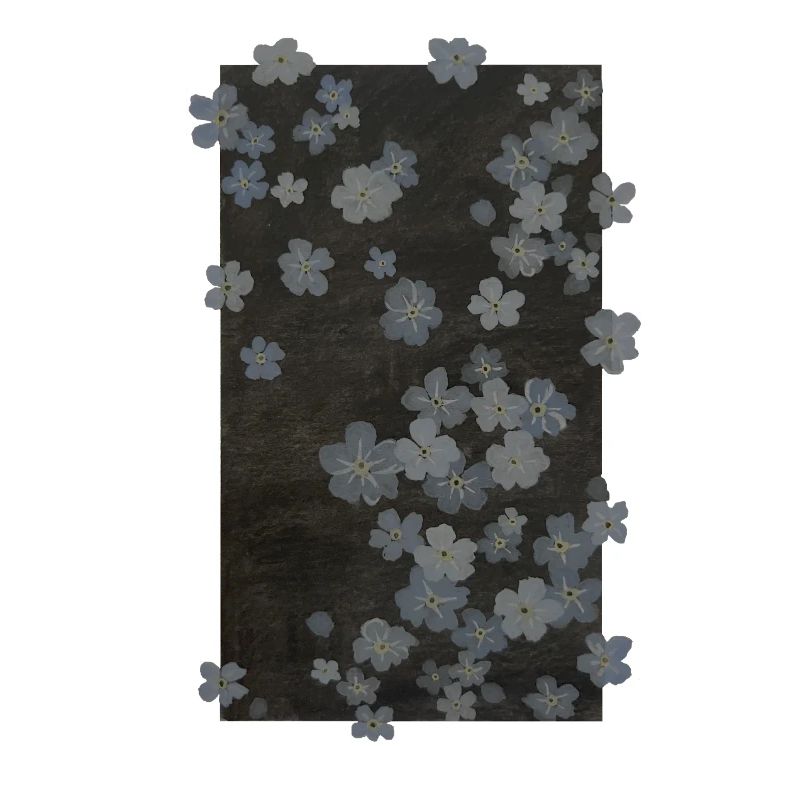 Myosotis