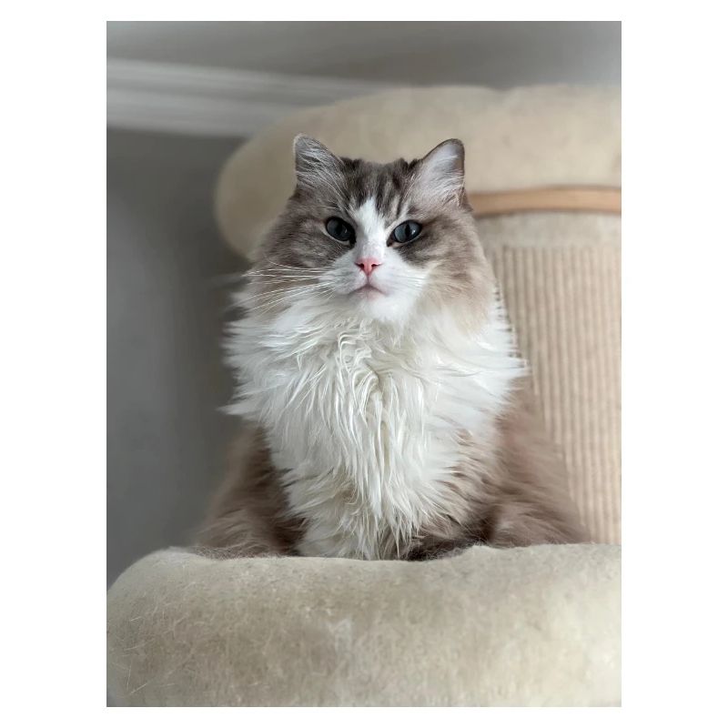Fluffy Cat King