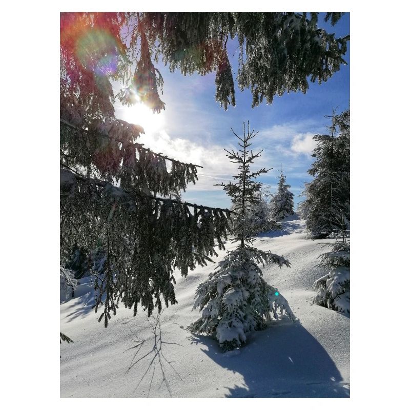 Forêt d’hiver Rayons de soleil dans la neige