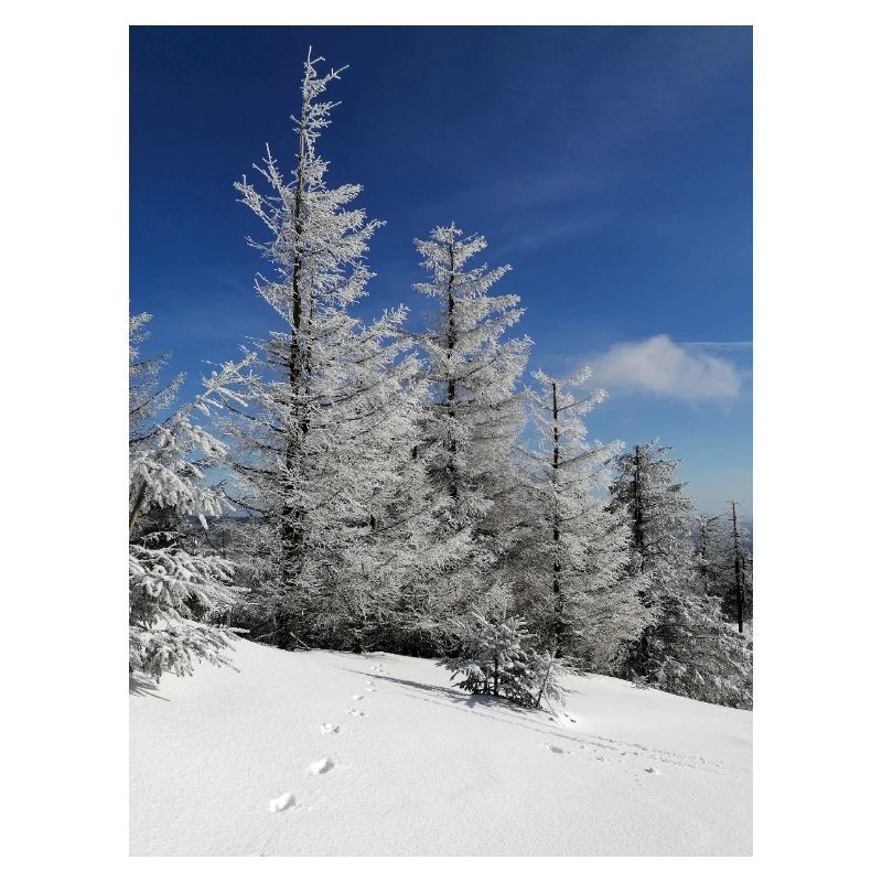 Winter Forest Snow Magic