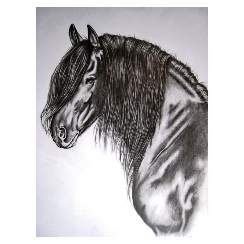 Friese Portrait