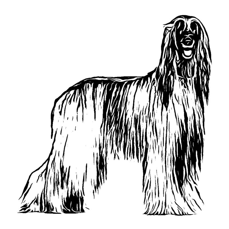 Afghane Afghanischer Windhund Design Geschenkidee