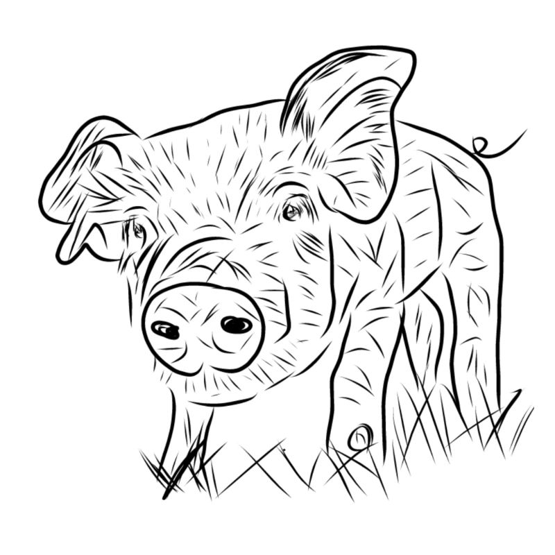 Cochon