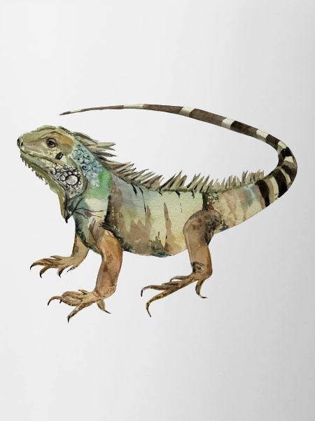 iguana