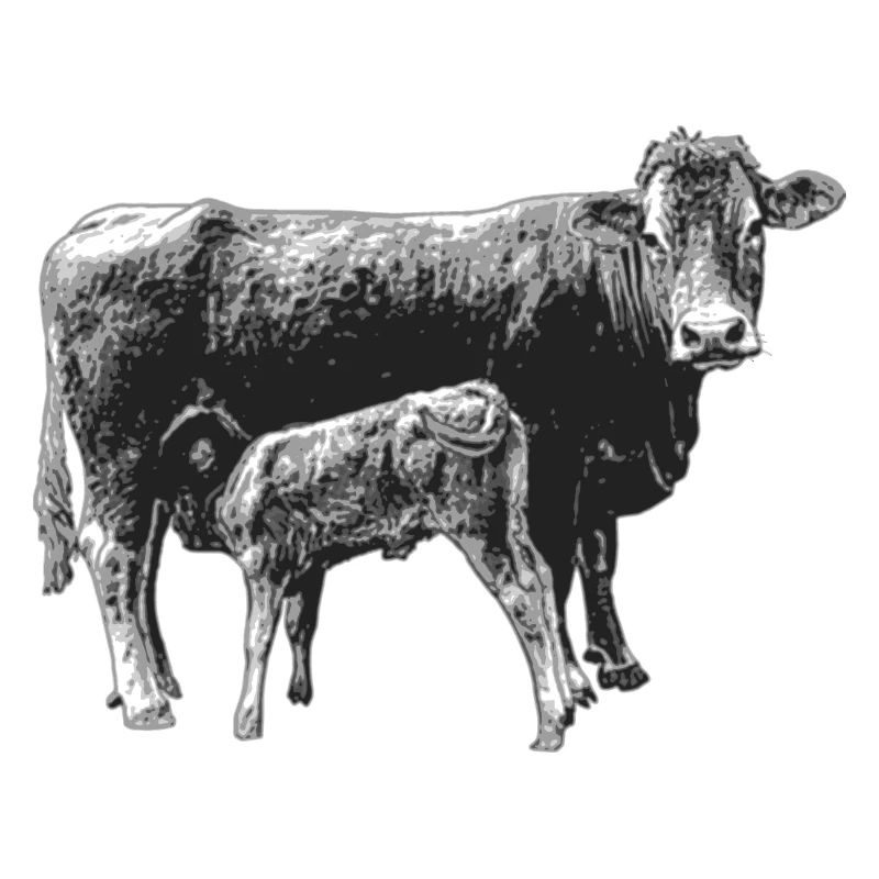 Vache avec veau