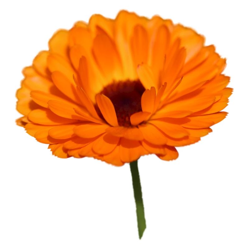 Calendula souci fleur d’oranger calendula