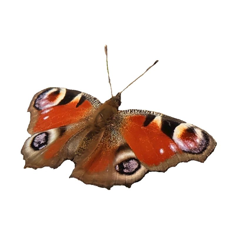 Papillon ozone rouge