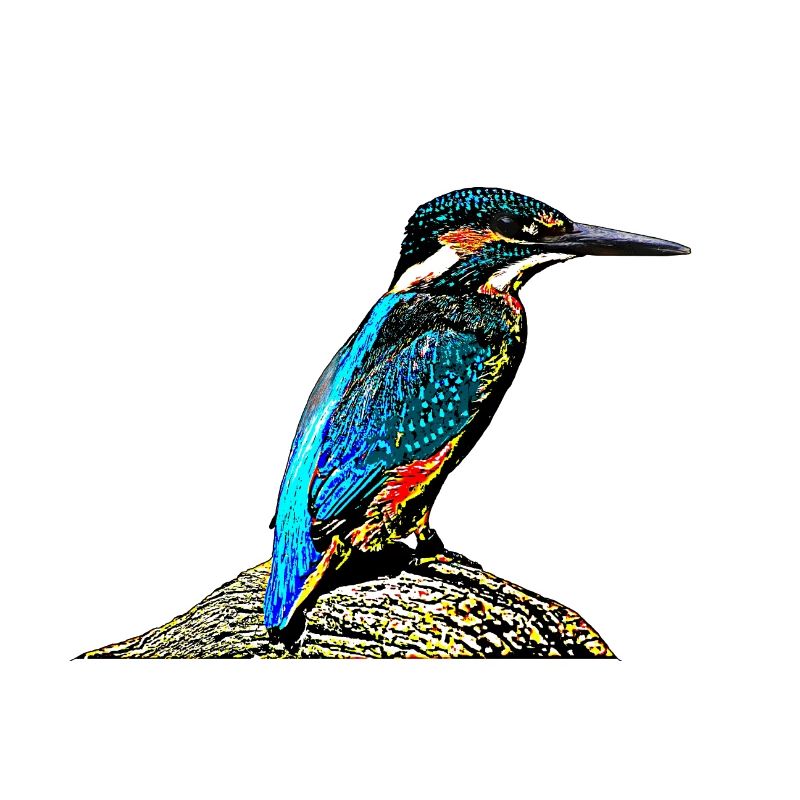 Martin-pêcheur