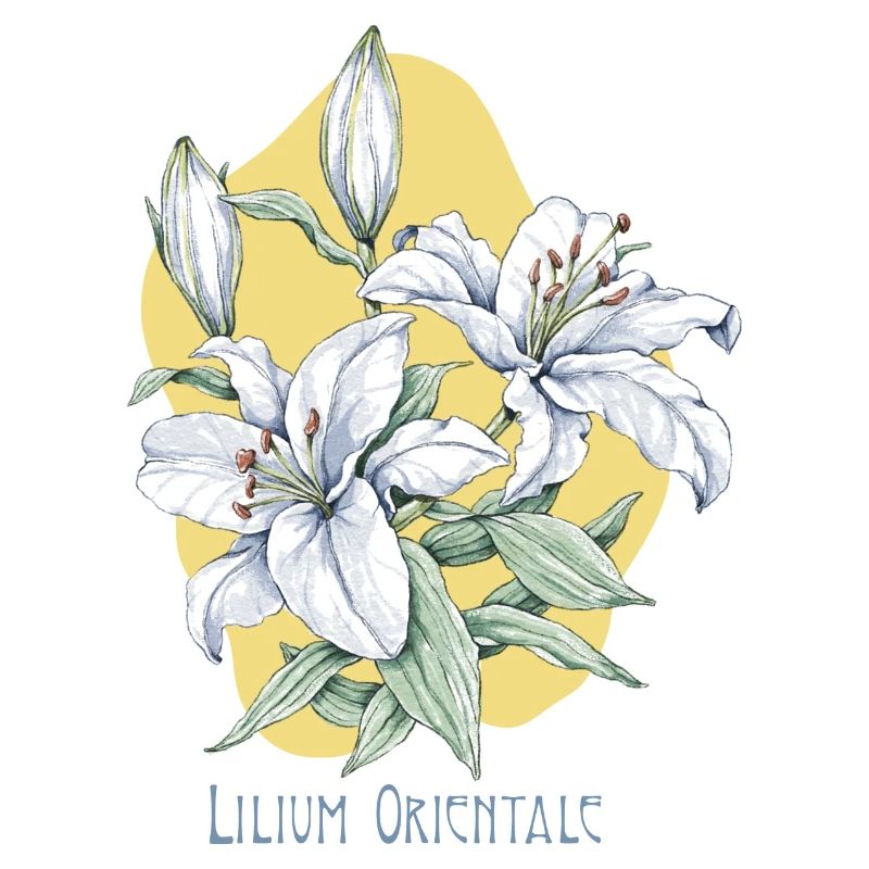 Dessin botanique de lys oriental