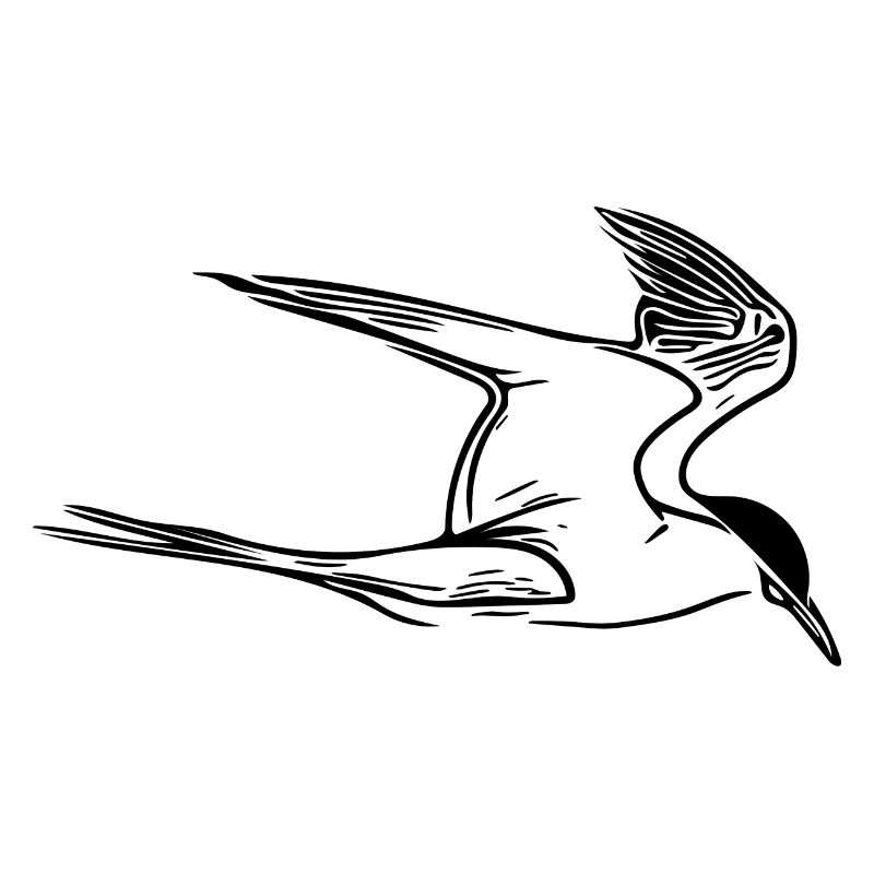 Elegant seagulls in flight