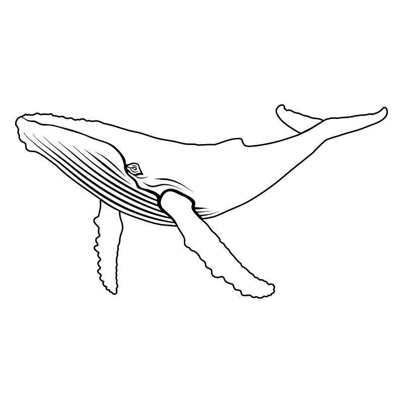 Wal - Buckelwal - Meeressäuger - Geschenk