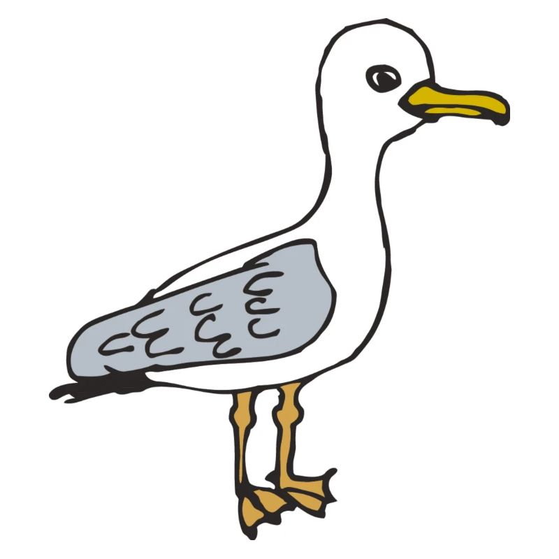 mouette