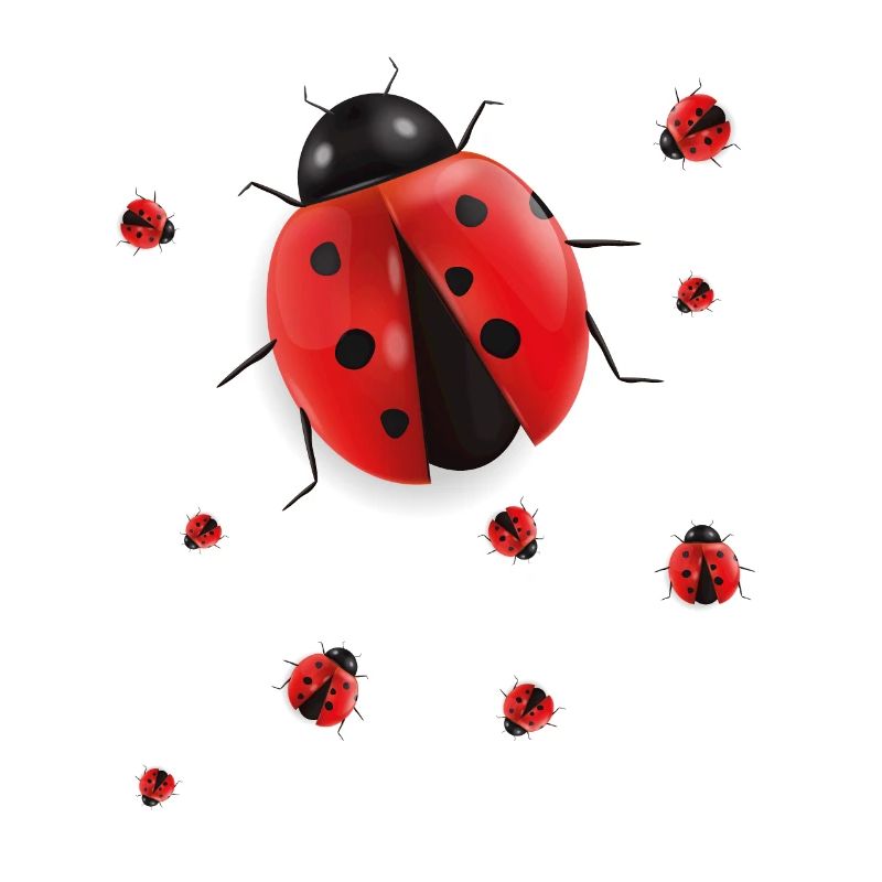 Ladybug