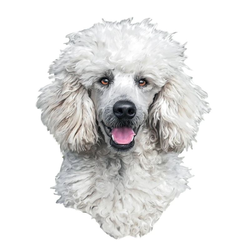tête de chien caniche blanc