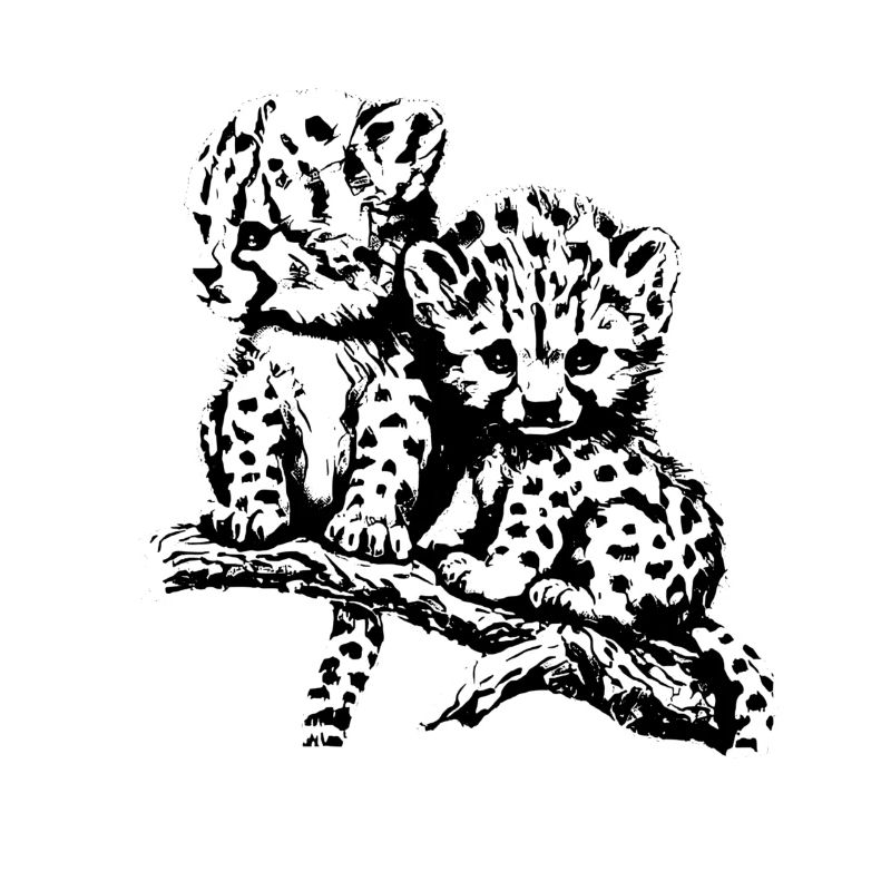 cheetah