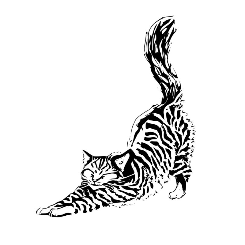feline