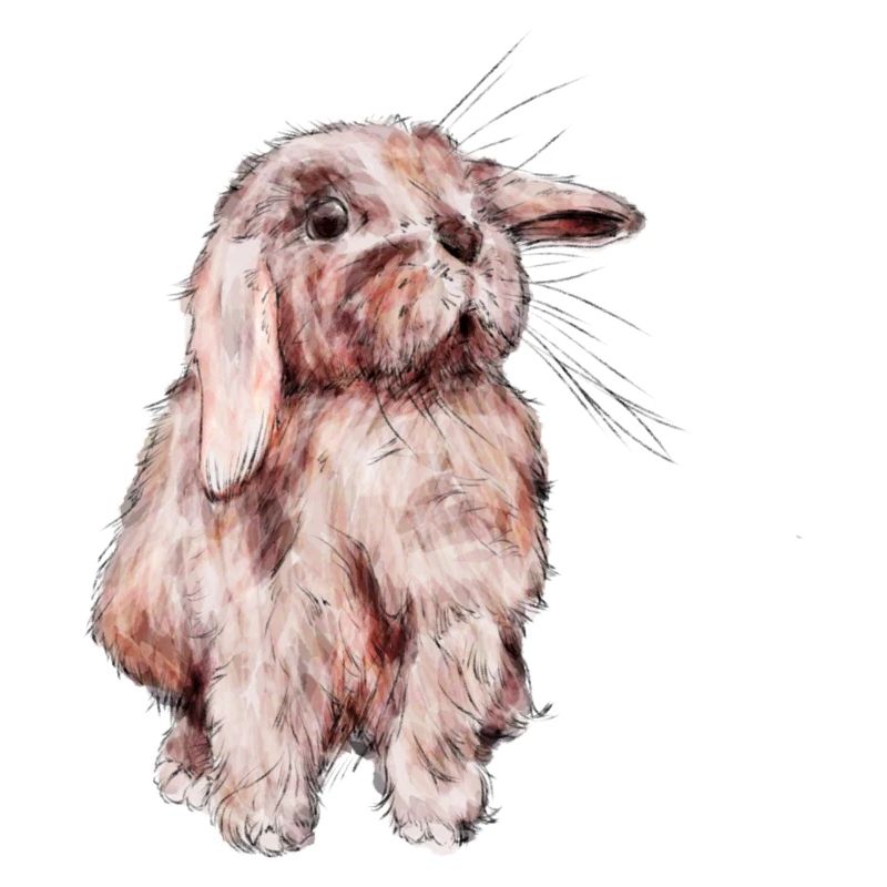 Rabbit