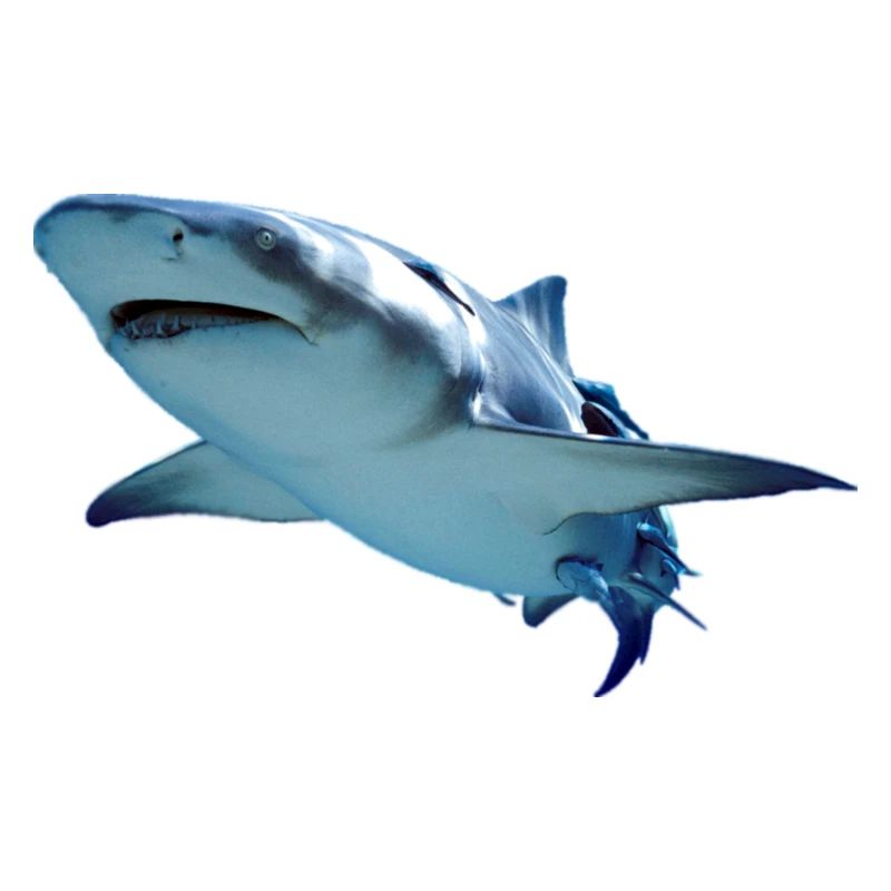 requin