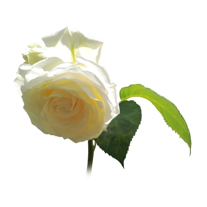 ROSE BLANCHE