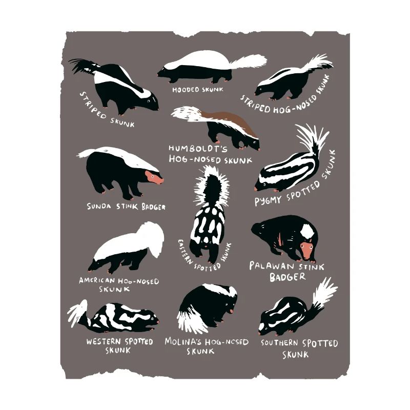 Espèces de mouffettes