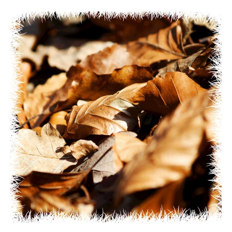 Leaf