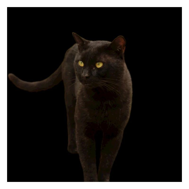 black cat kitten cat