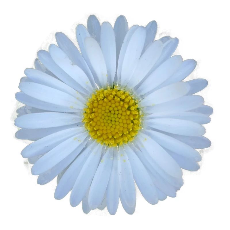 Gänseblümchen Blume Blüten Sommer Sonne Geschenk