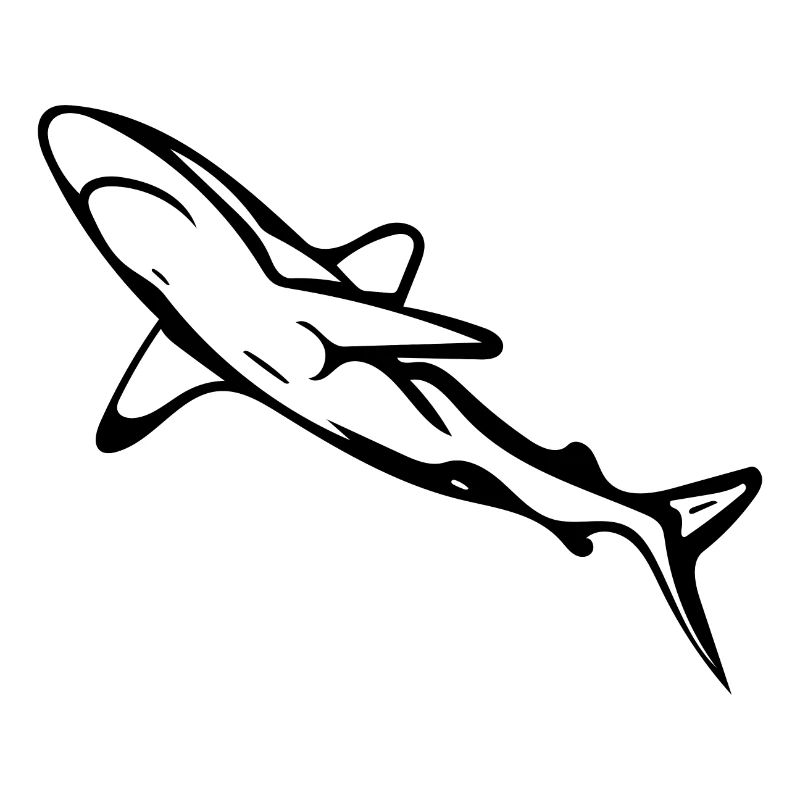 Élégant requin d’eau profonde