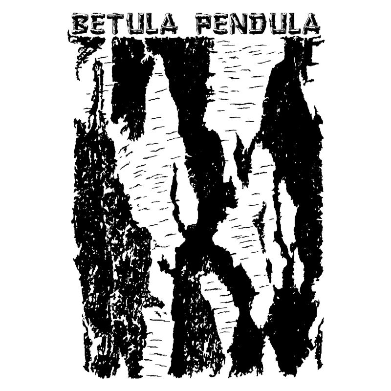 Hängebirke (Betula Pendula) Rinde / Borke