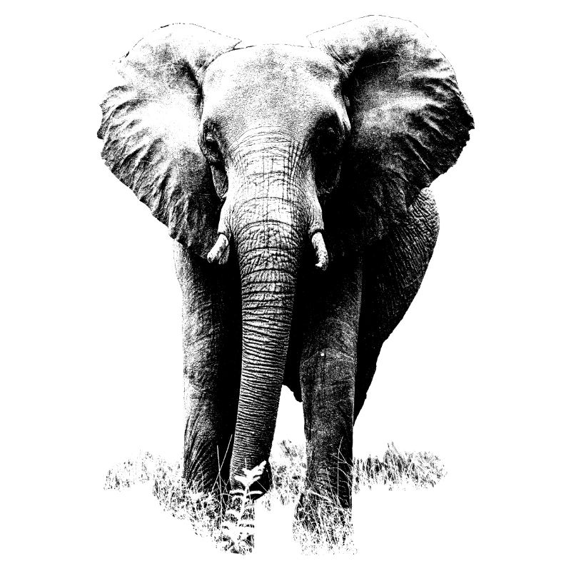 éléphant d'Afrique