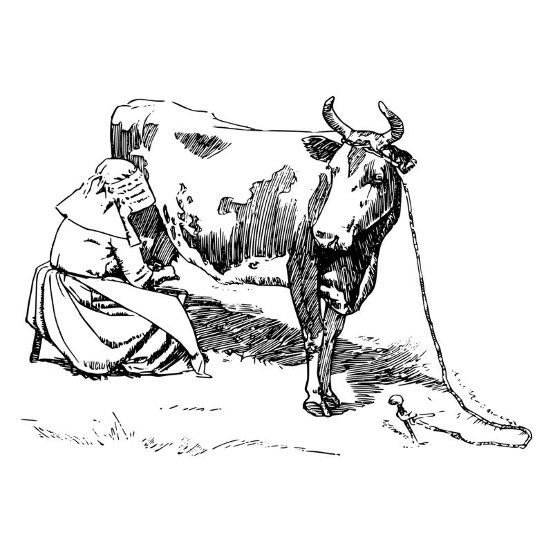 vache