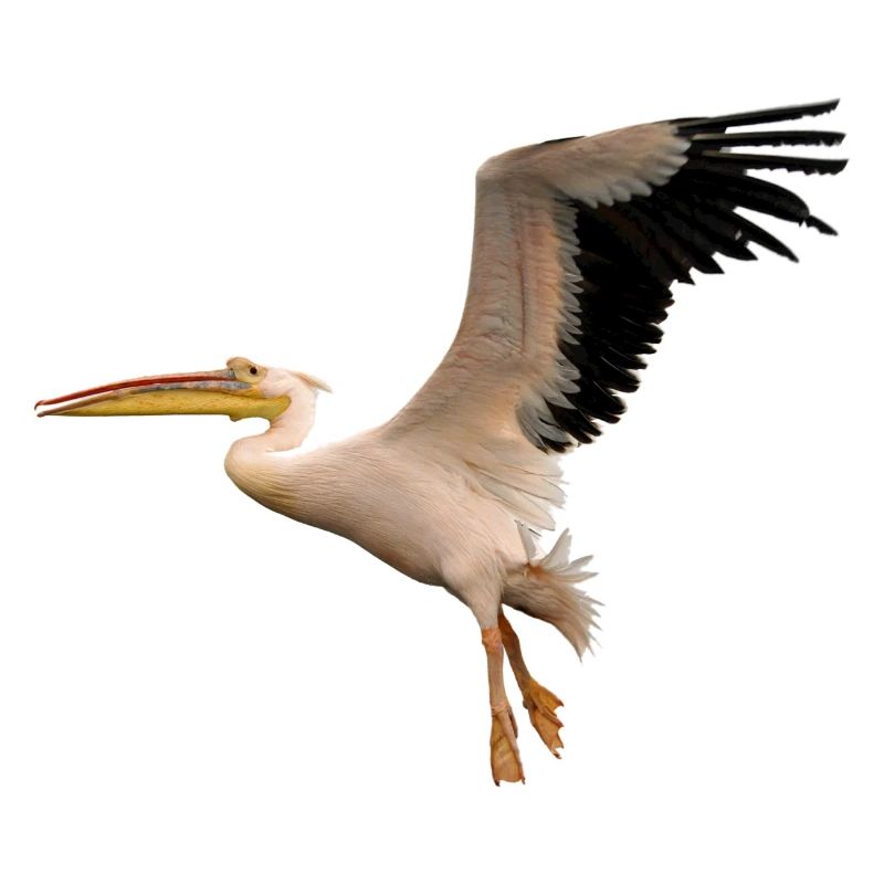 vogel1 oiseau Pélican Pélican