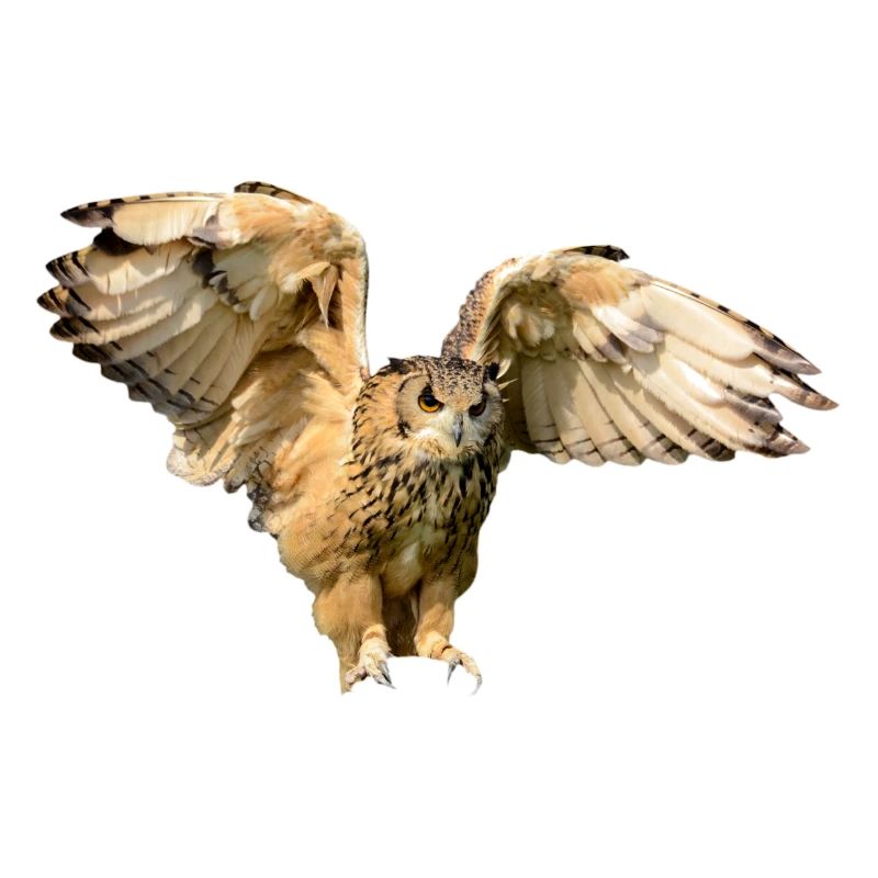 owl owl uhu kautz kaeutzchen animals