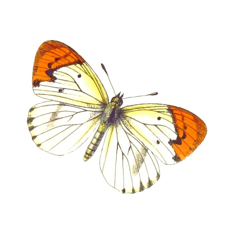 papillon