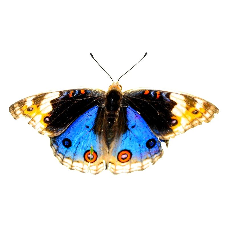 fleurs papillon papillon fleurs